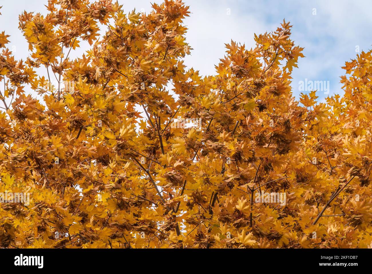Maple branches with yellow leaves in autumn, in the light of sunset ...