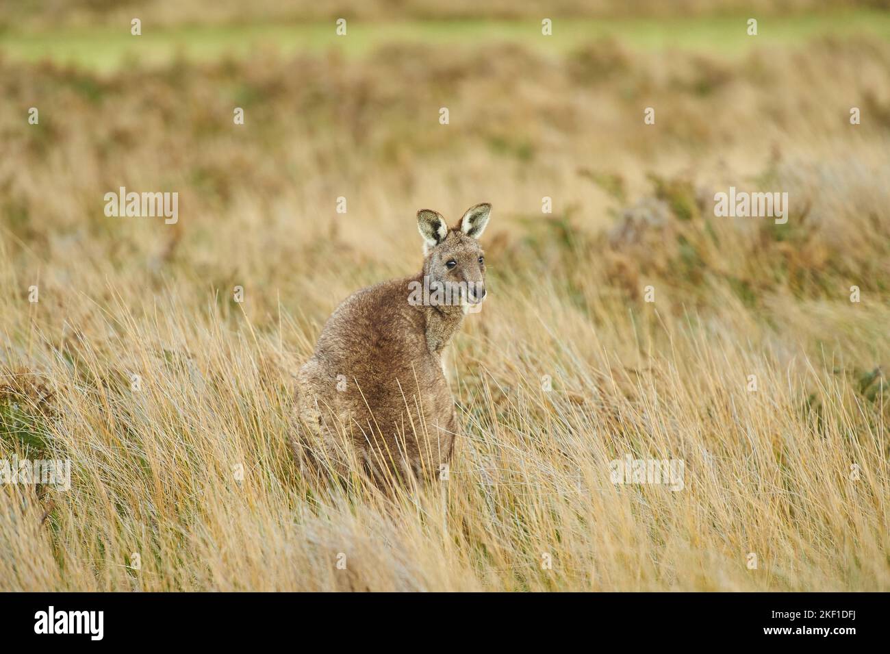 eastern grey kangaroo Stock Photo - Alamy