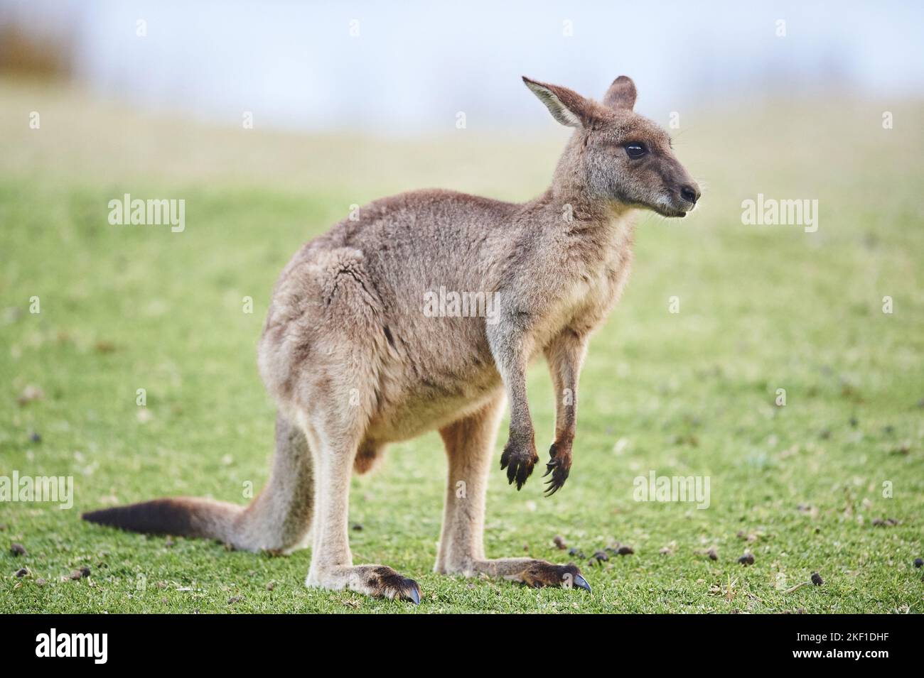 standing Eastern Grey Kangaroo Stock Photo - Alamy