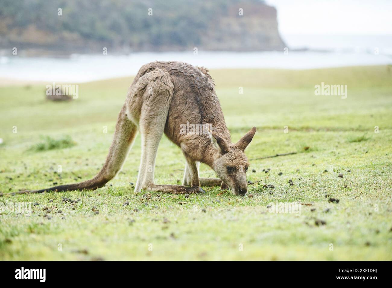 standing Eastern Grey Kangaroo Stock Photo - Alamy