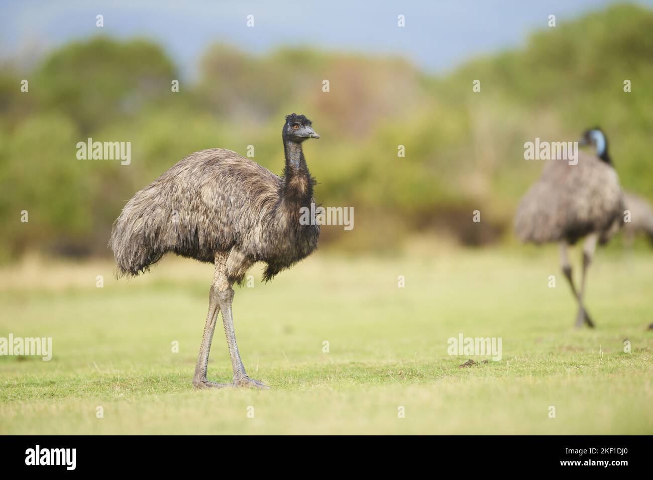 Two emus hi-res stock photography and images - Alamy