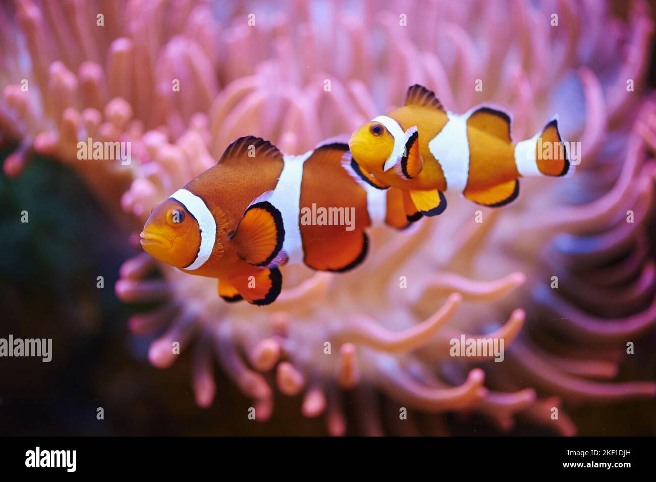 Anemone Clown Fish Stock Photo