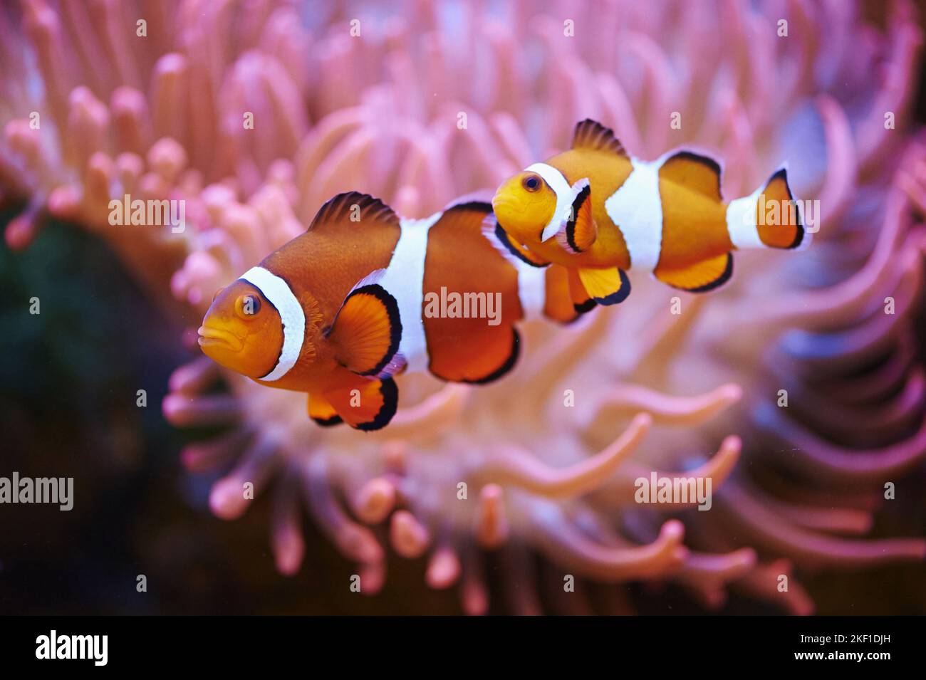 Anemone Clown Fish Stock Photo - Alamy