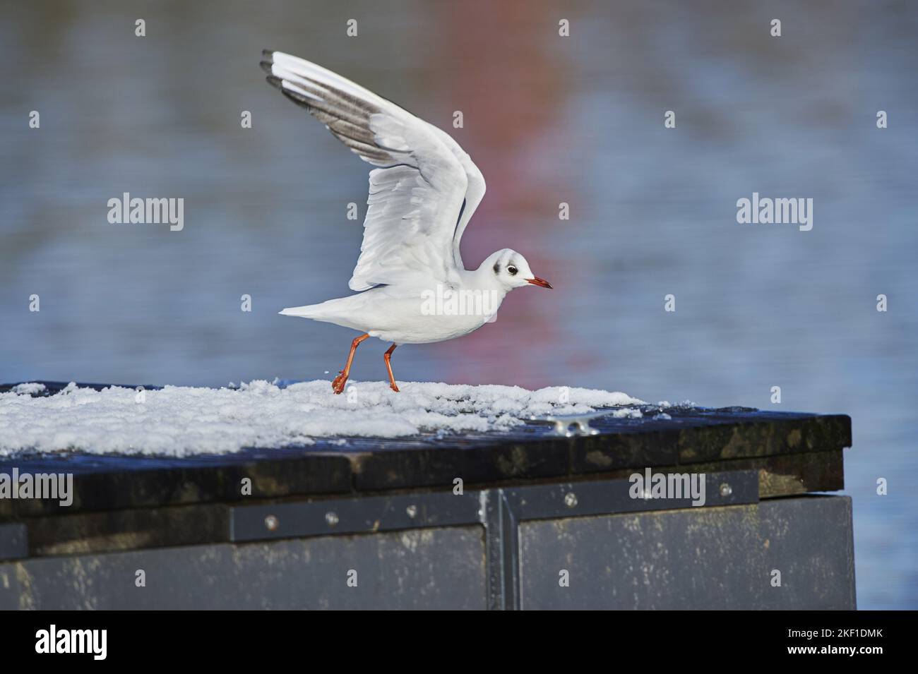flying Black-headed Gull Stock Photo
