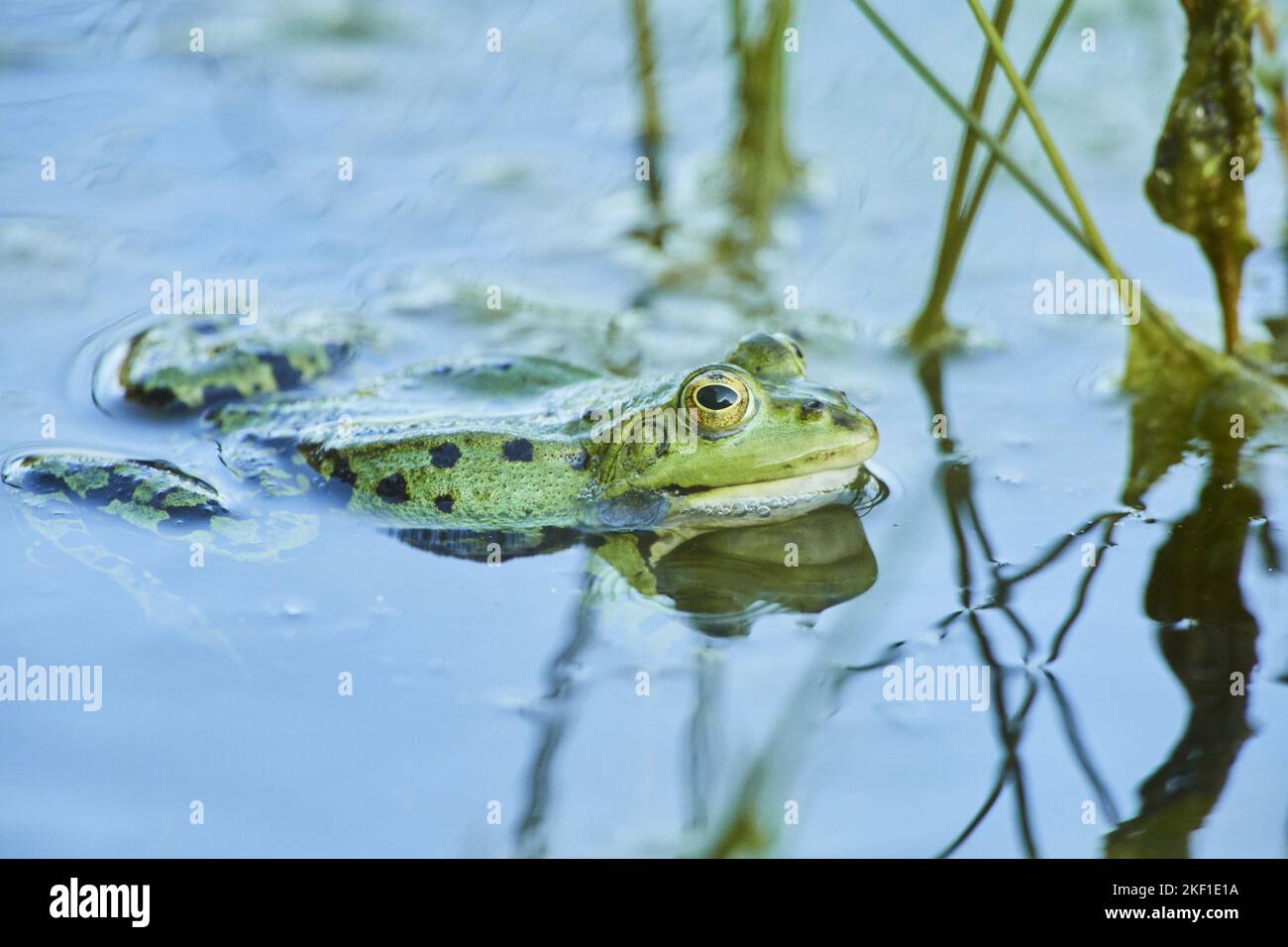 common grass frog Stock Photo Alamy