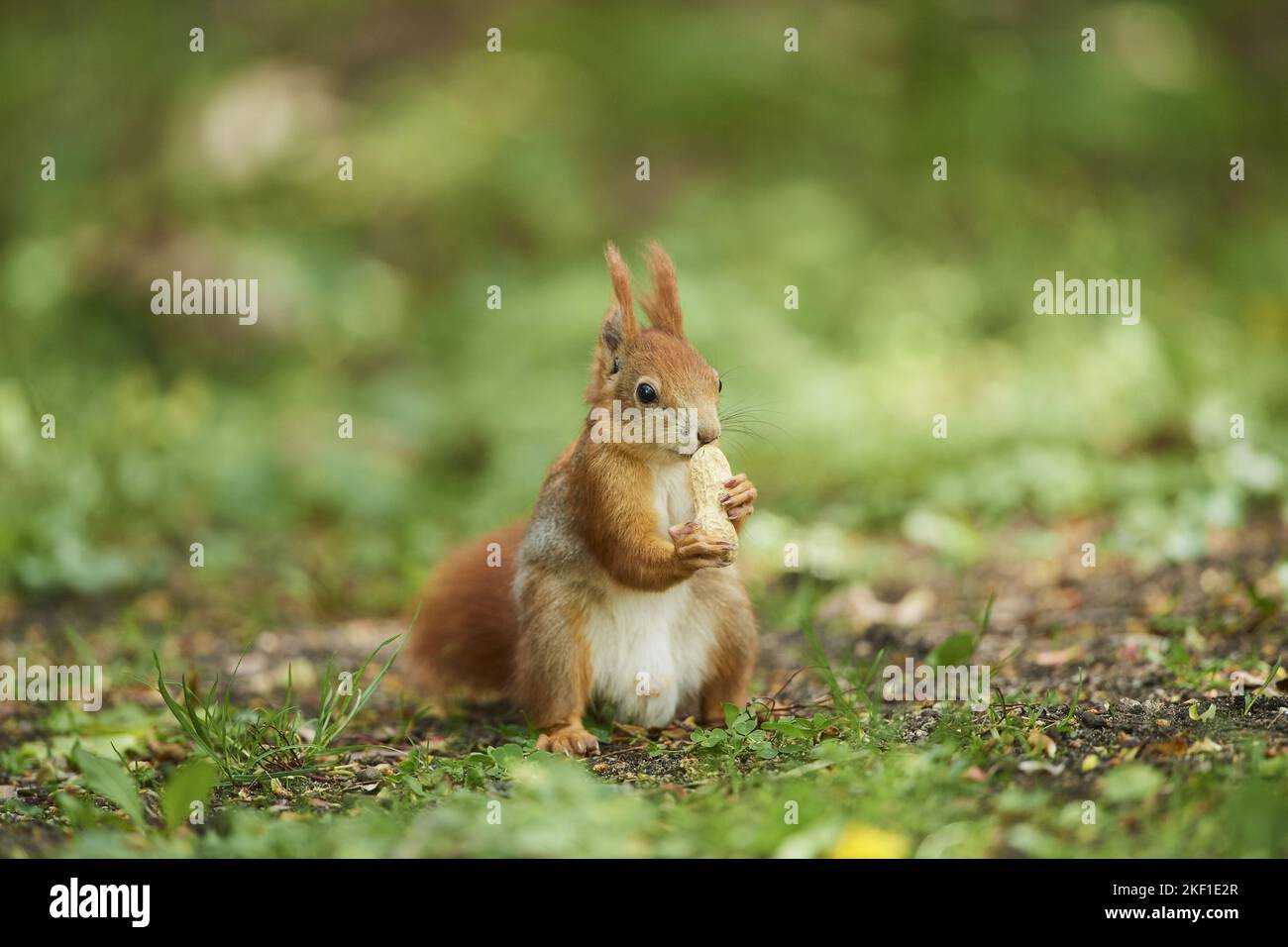 Eurasian red squirrel Stock Photo