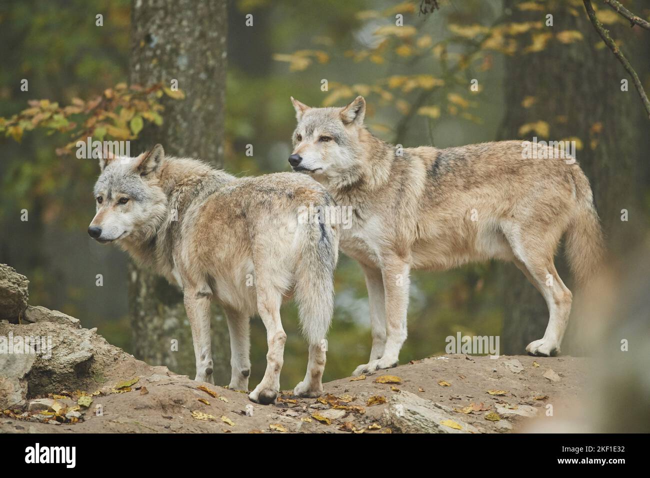 eastern wolves Stock Photo