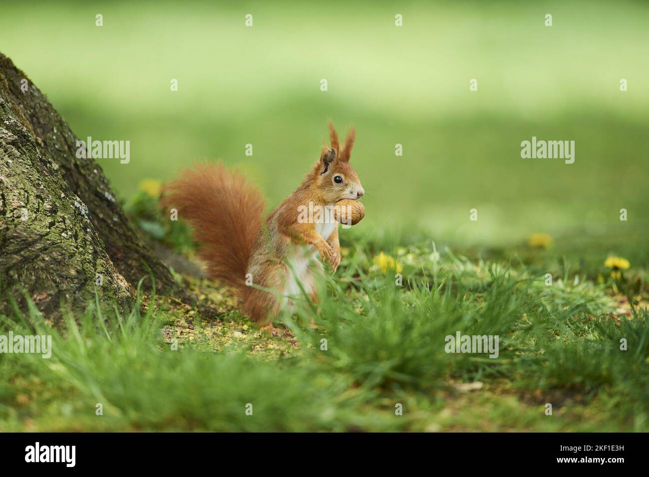 Eurasian red squirrel Stock Photo - Alamy