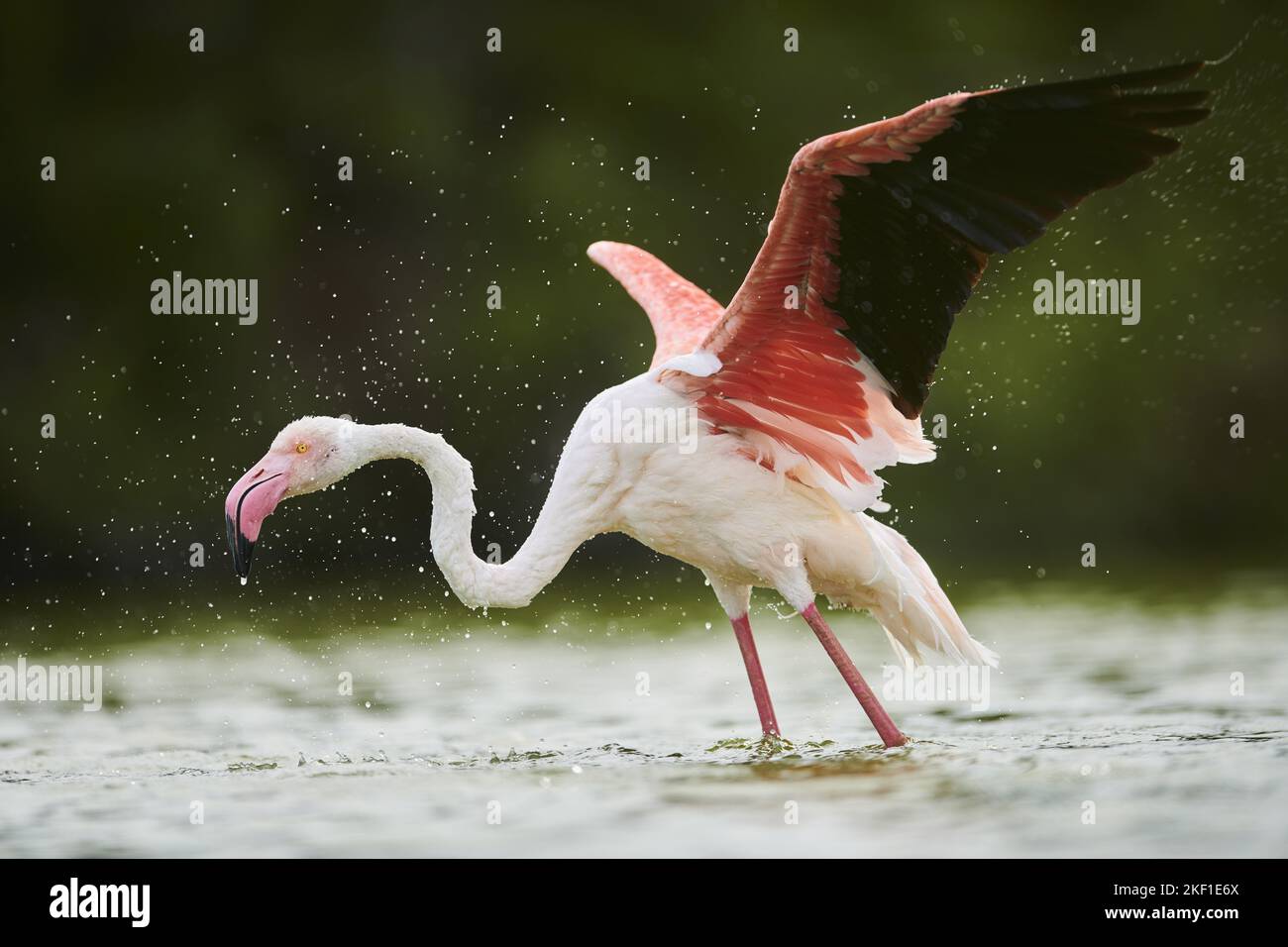 greater flamingo Stock Photo