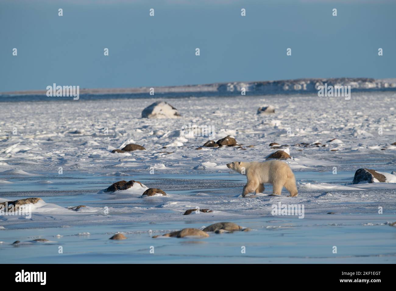 Polar bear on Hudson Bay, Churchill Stock Photo