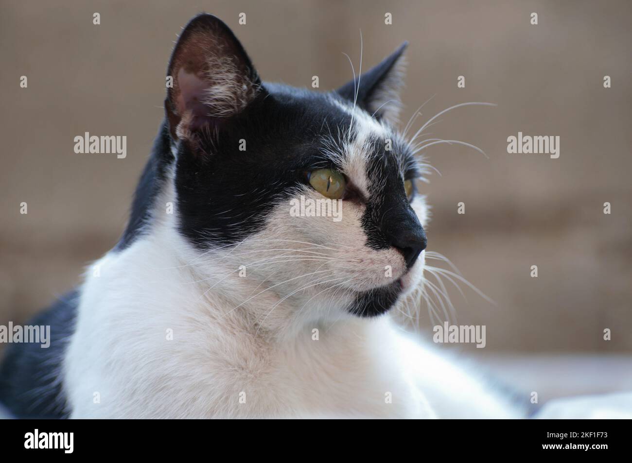 Black and white stray cat posing for the camera Stock Photo - Alamy