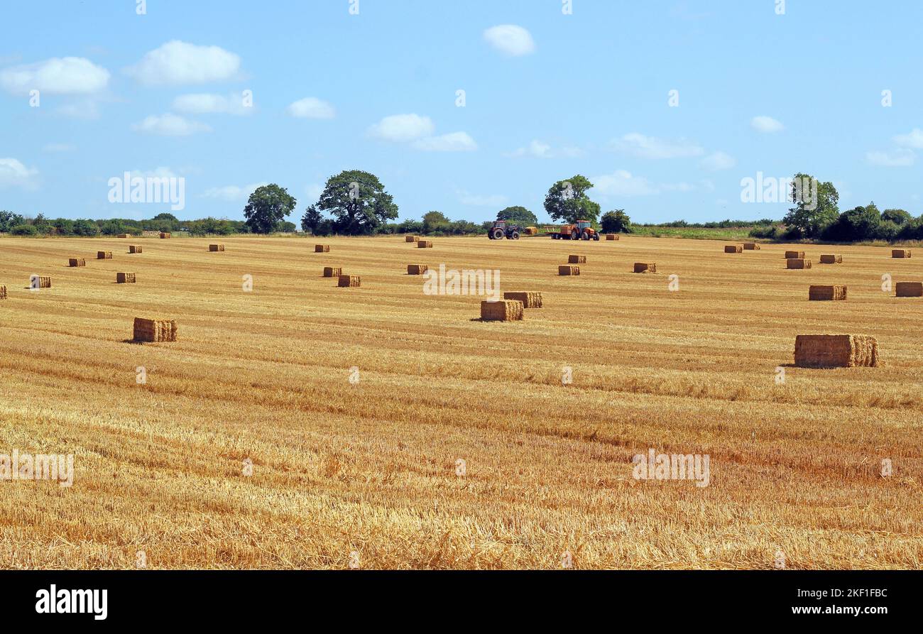 Straw bales on a stubble field in the Autumn field Stock Photo - Alamy