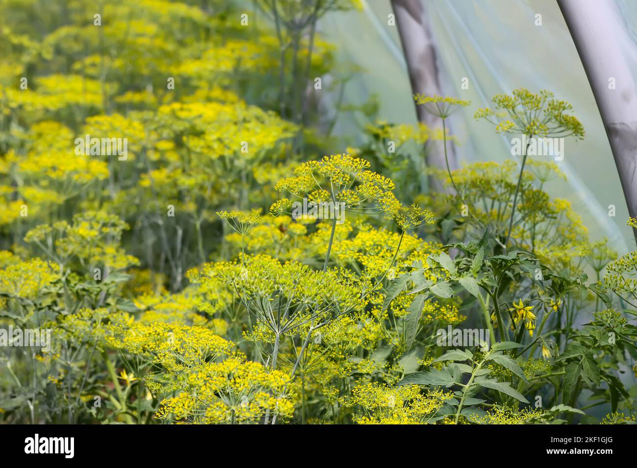 Green dill plants growing in the greenhouse Stock Photo Alamy