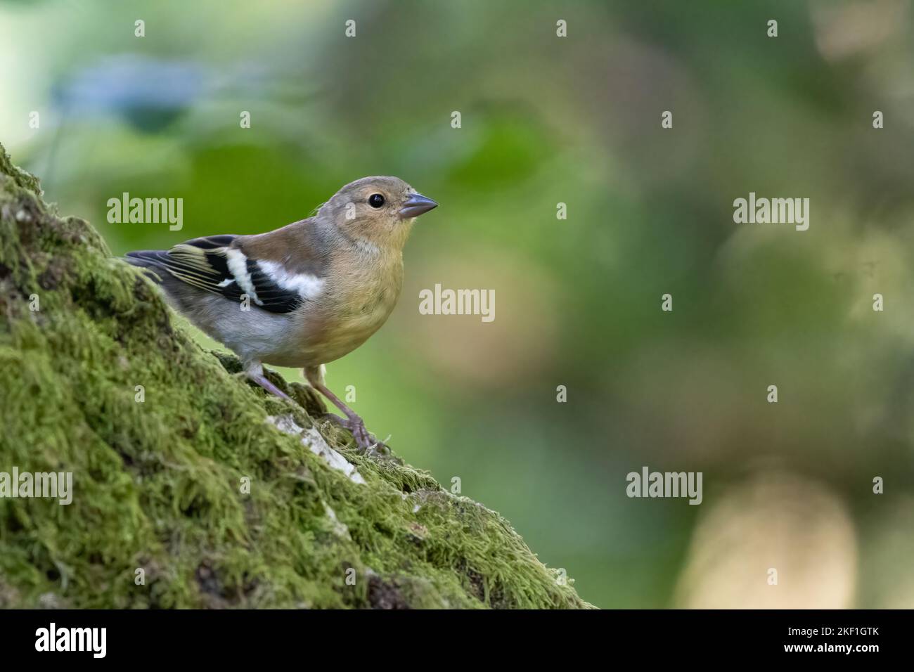 Juvenile common chaffinch (Fringilla coelebs) in the forest Stock Photo