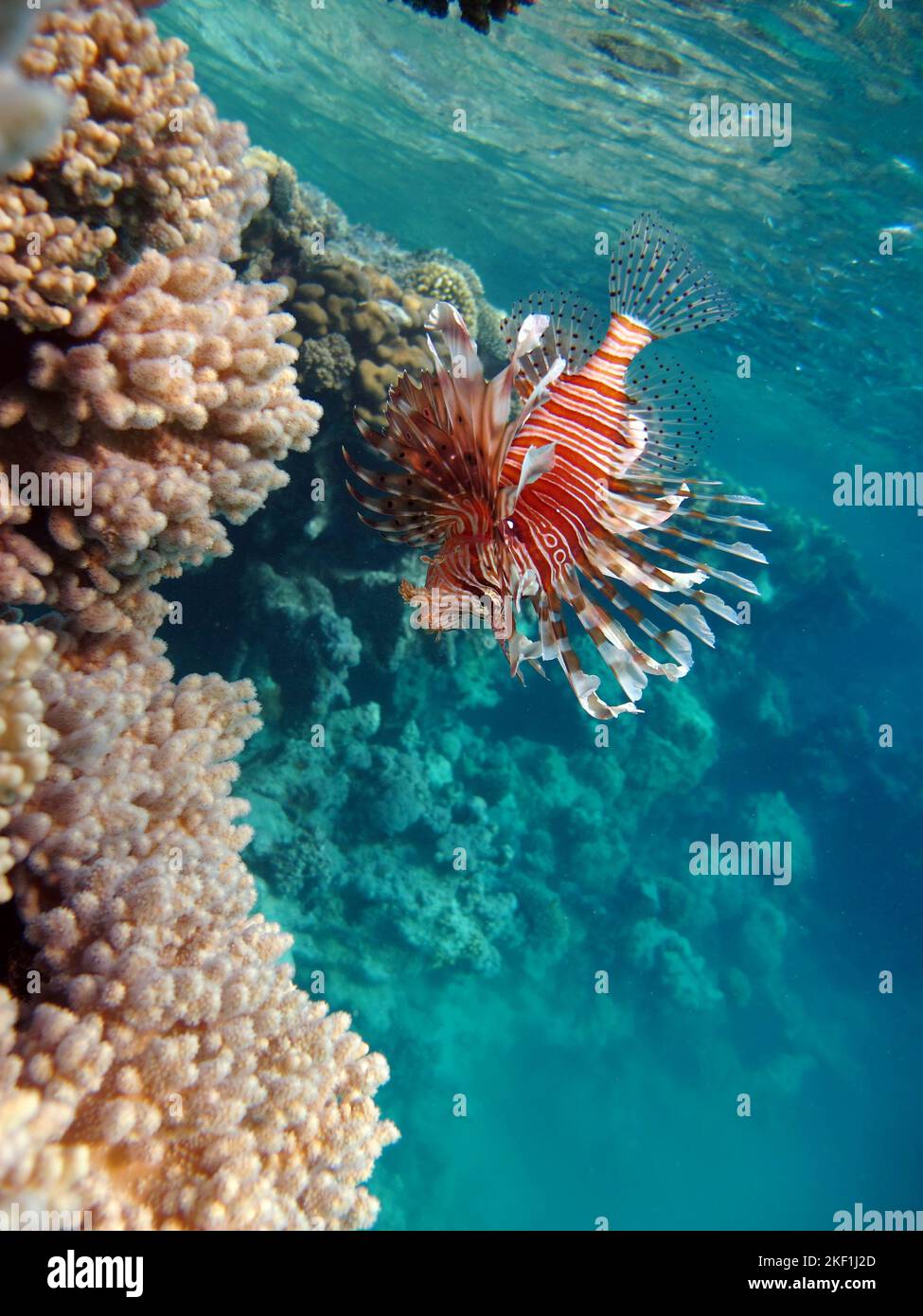 Lion Fish in the Red Sea. Lion Fish in the Red Sea in clear blue water ...
