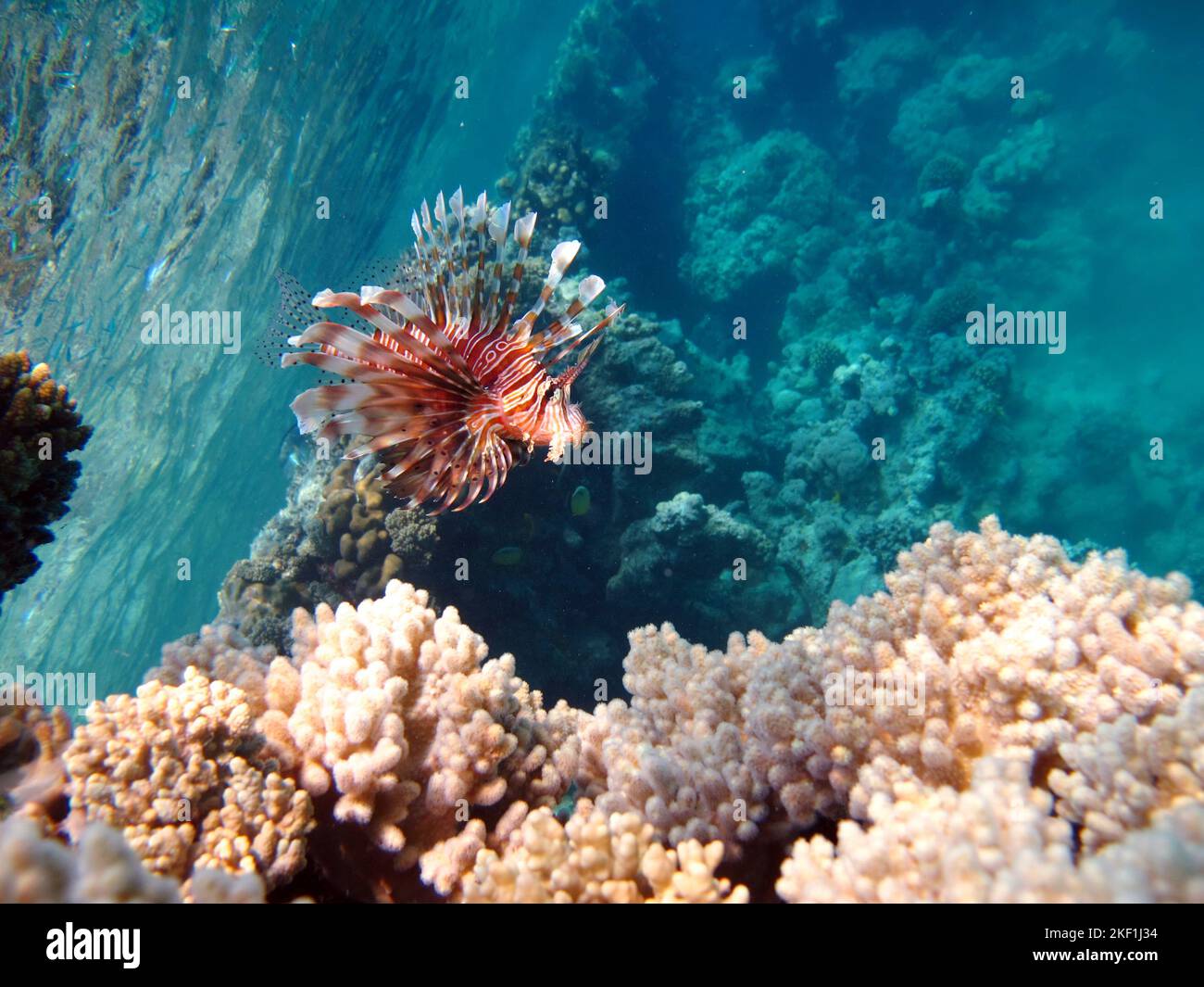 Lion Fish in the Red Sea. Lion Fish in the Red Sea in clear blue water ...