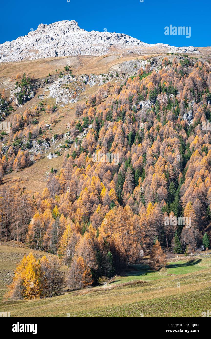 Larix trees with golden autumn colours on a mountainside in the Engadine valley, Switzerland Stock Photo