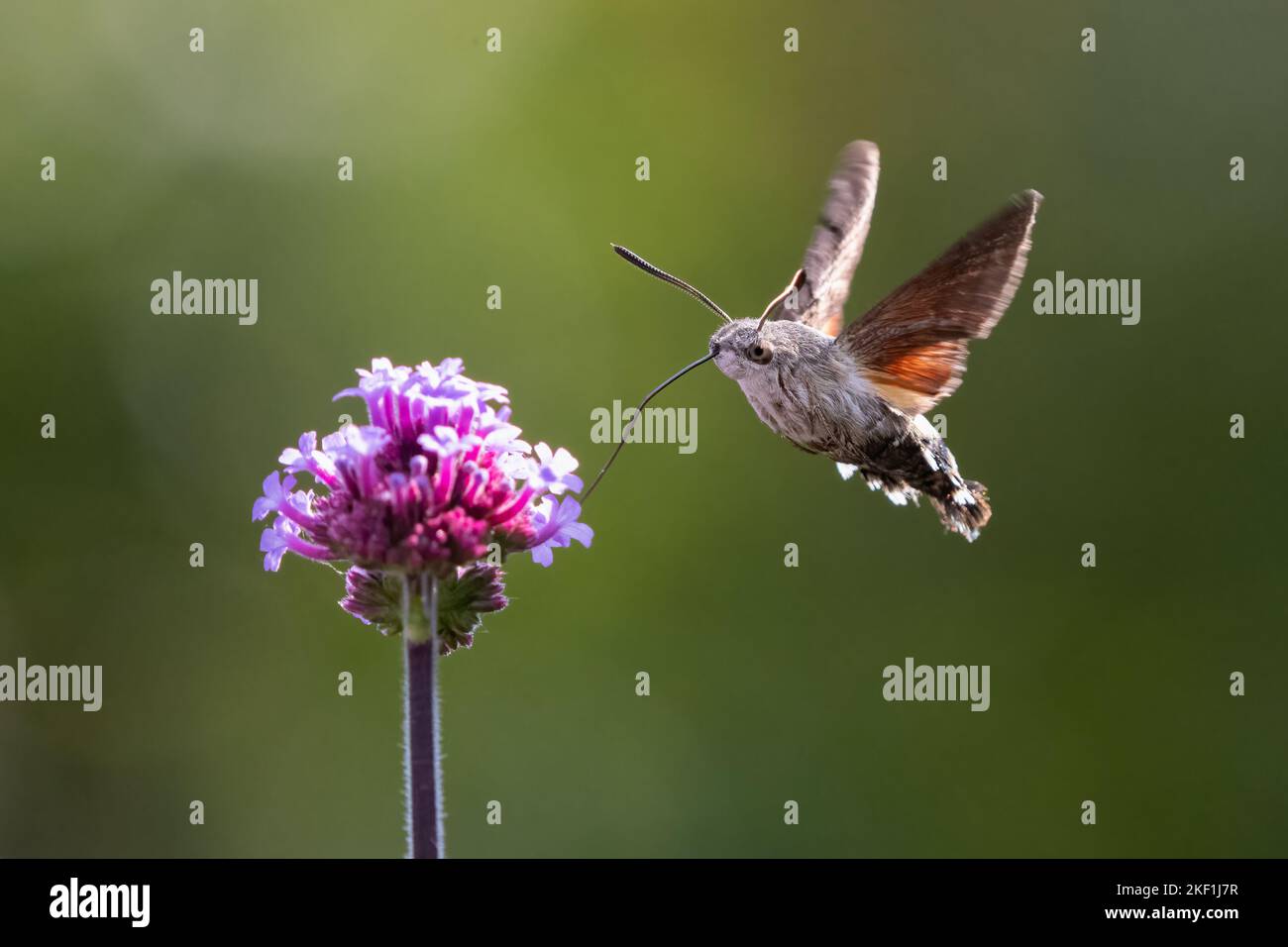 Hummingbird hawk moth flying insect insects hi-res stock photography ...
