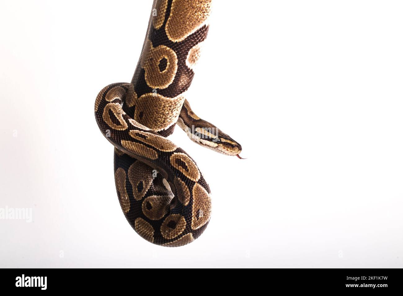 Python regios hi-res stock photography and images - Alamy