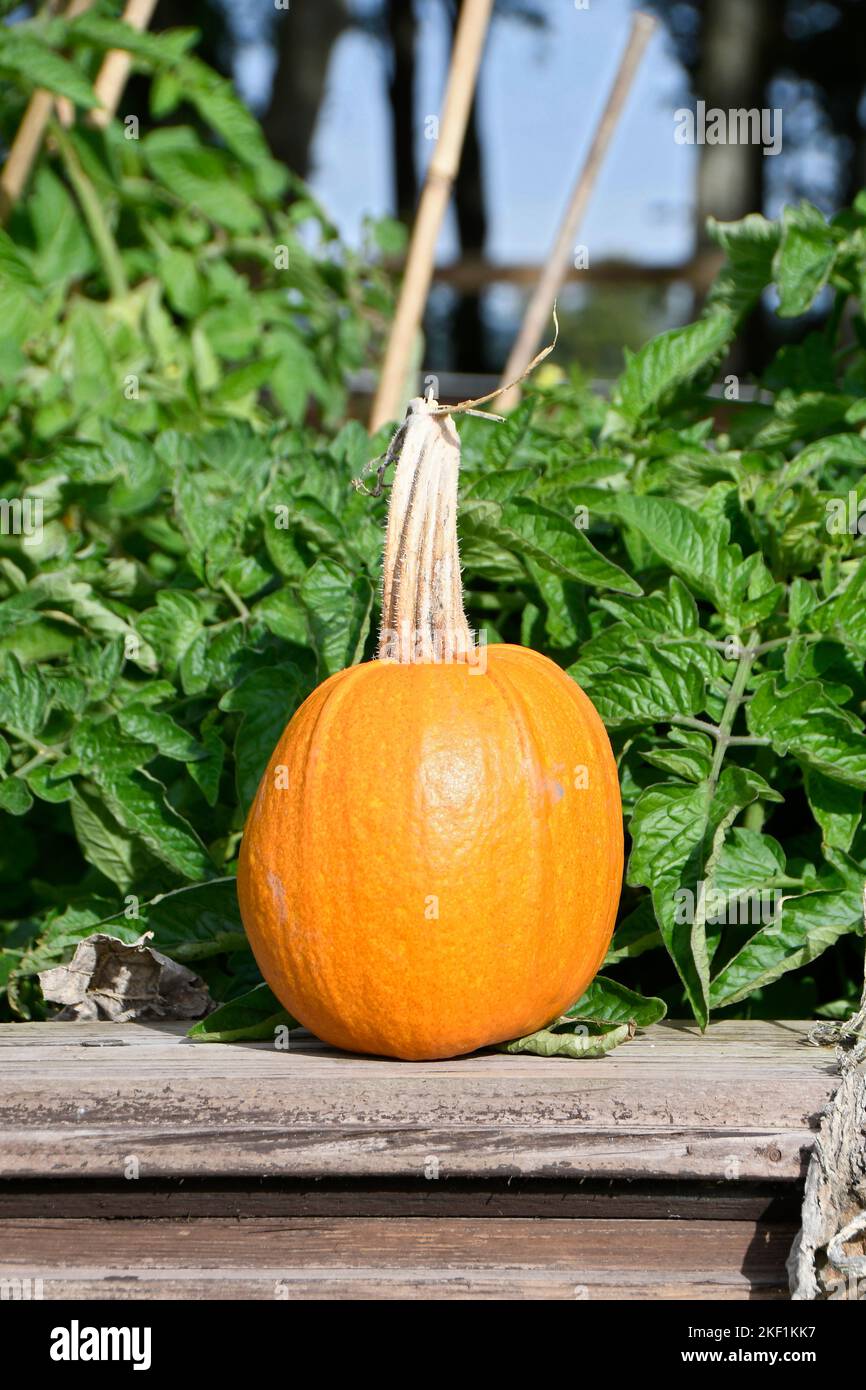 Close up of a freshly picked pumpkin in the garden Stock Photo