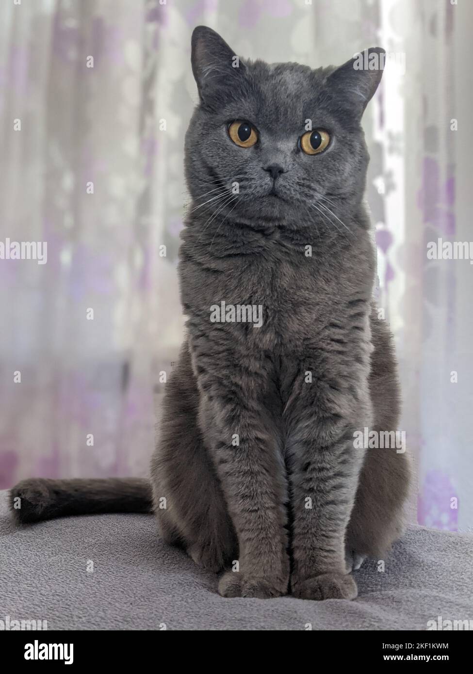 A vertical portrait of a British shorthair cat looking at the camera ...
