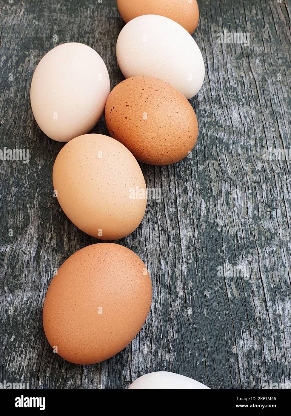 White and brown eggs of domestic chickens. Laying eggs of hen closeup