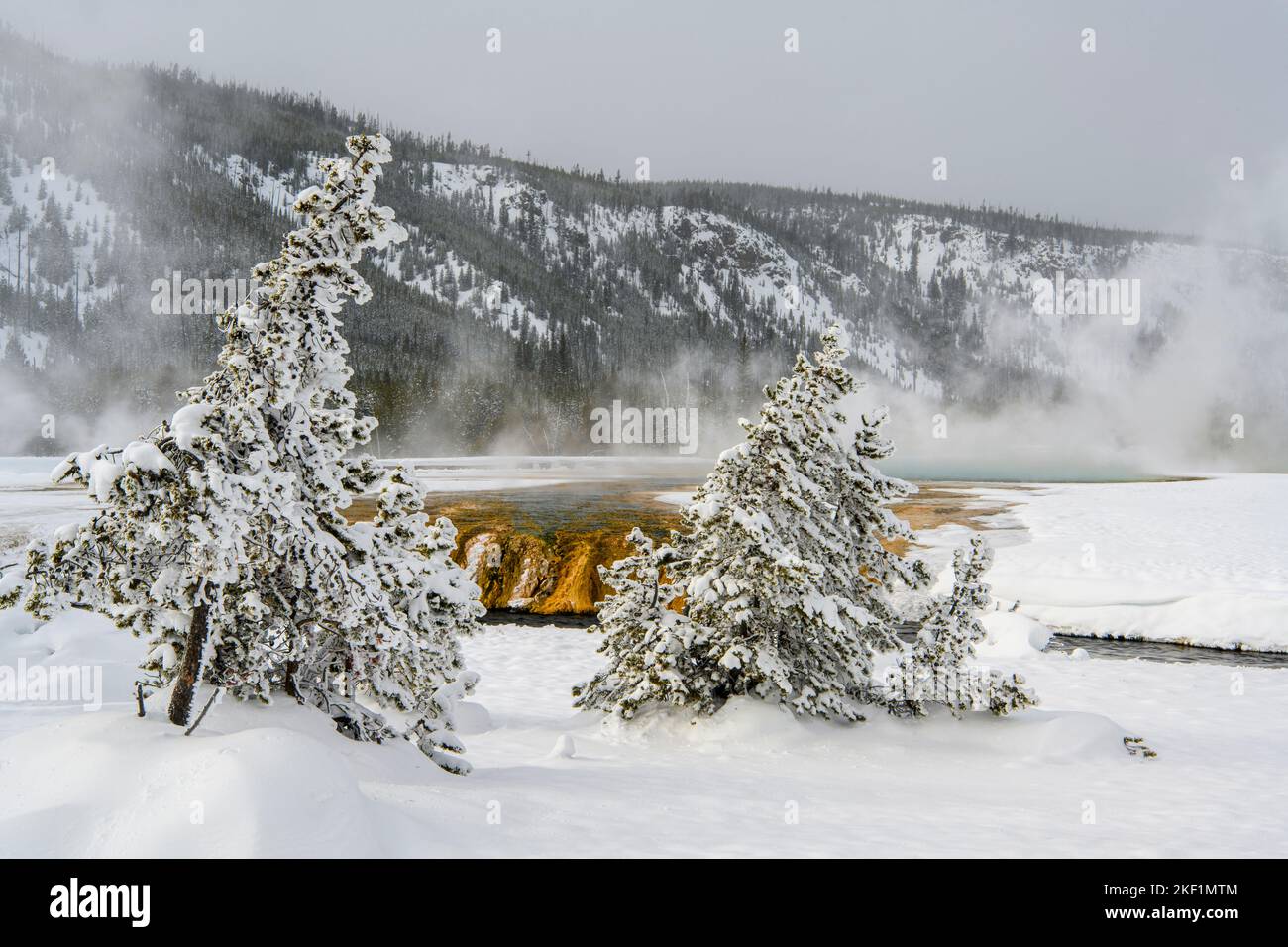 Black Sand Geyser Basin in winter- Frosted trees, Yellowstone National ...