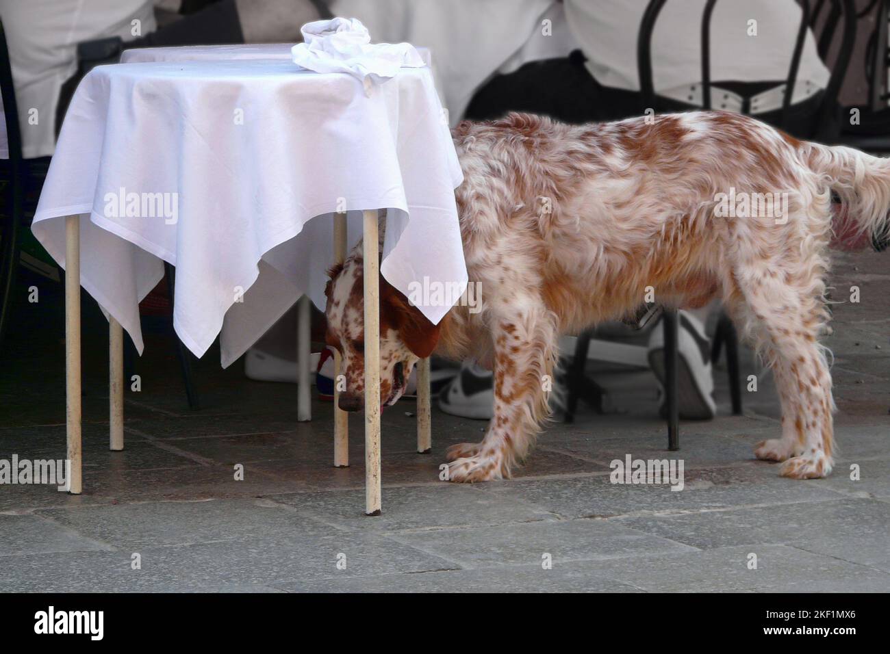 A dog on the dog days Stock Photo