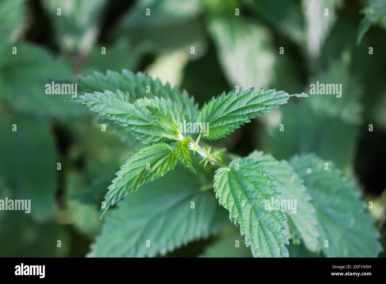 Bush of Green nettle leaves. Medical plants Stock