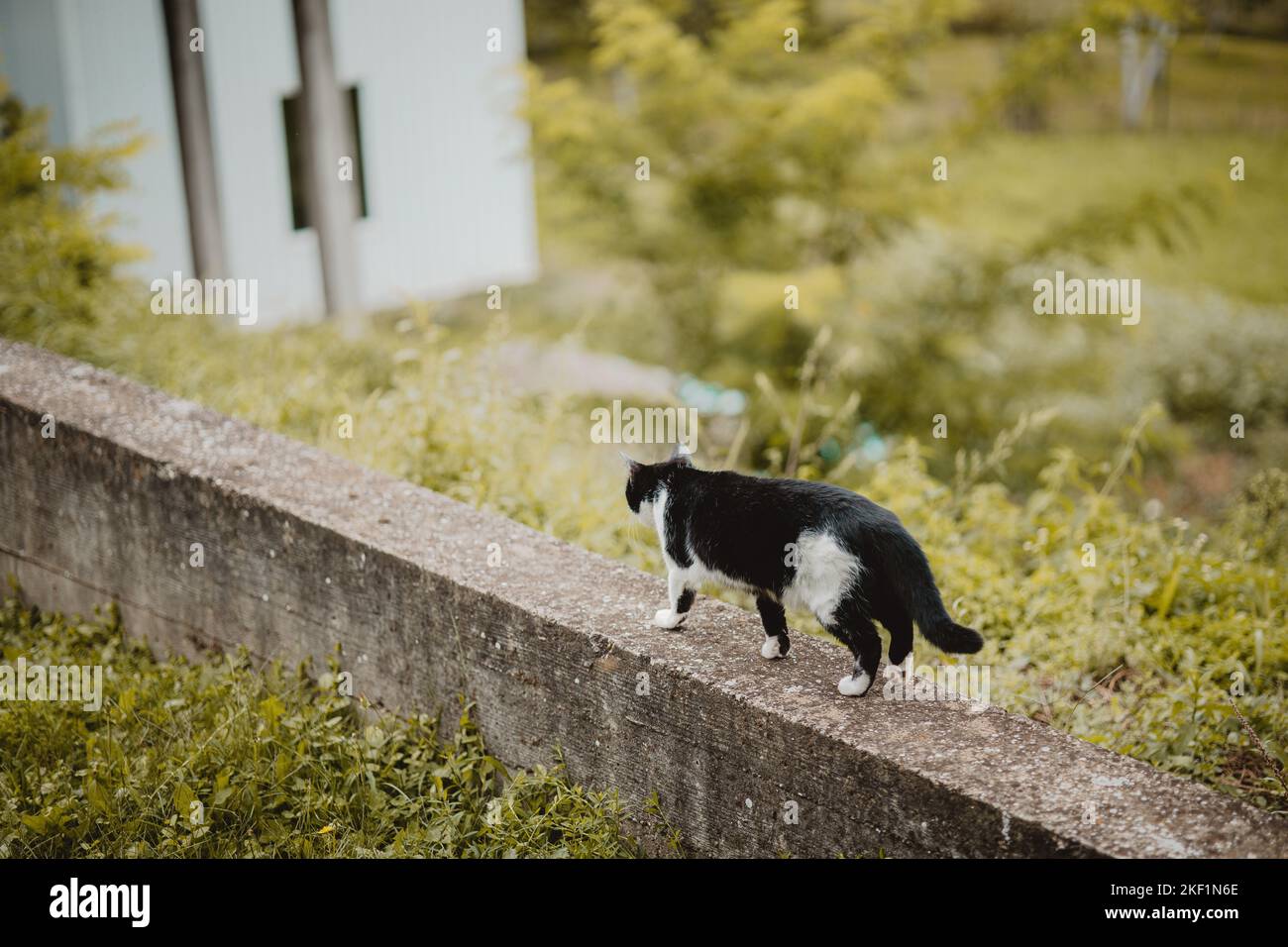 A black and white stray cat walking on a narrow pavement in a field ...
