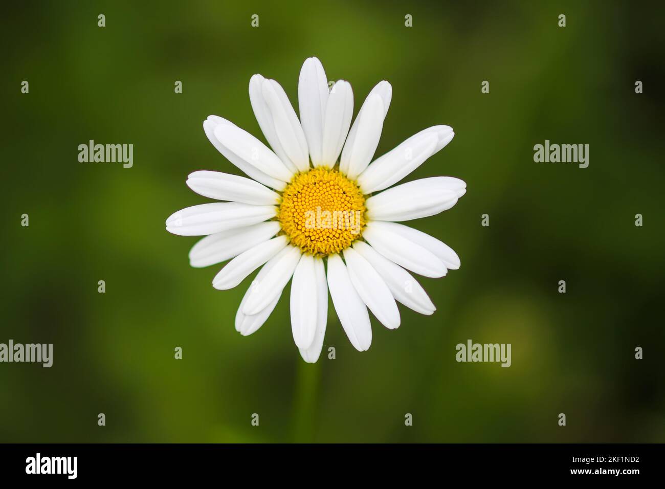 White daisy flower on green nature background. Summer wildflowers close up. Stock Photo