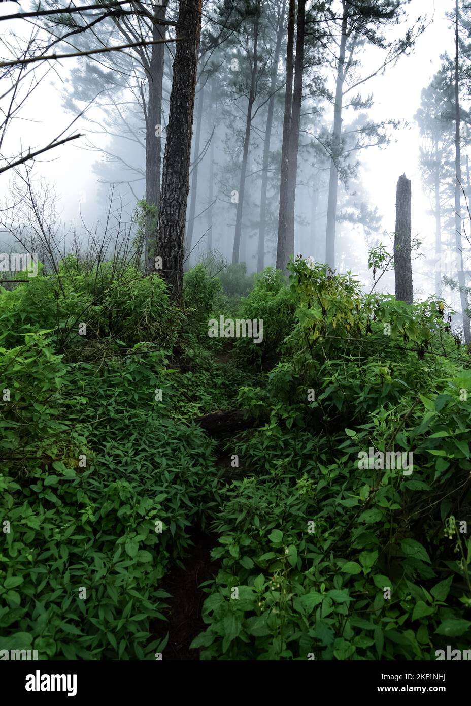 A vertical shot of a pathway in the mysterious foggy green forest Stock ...