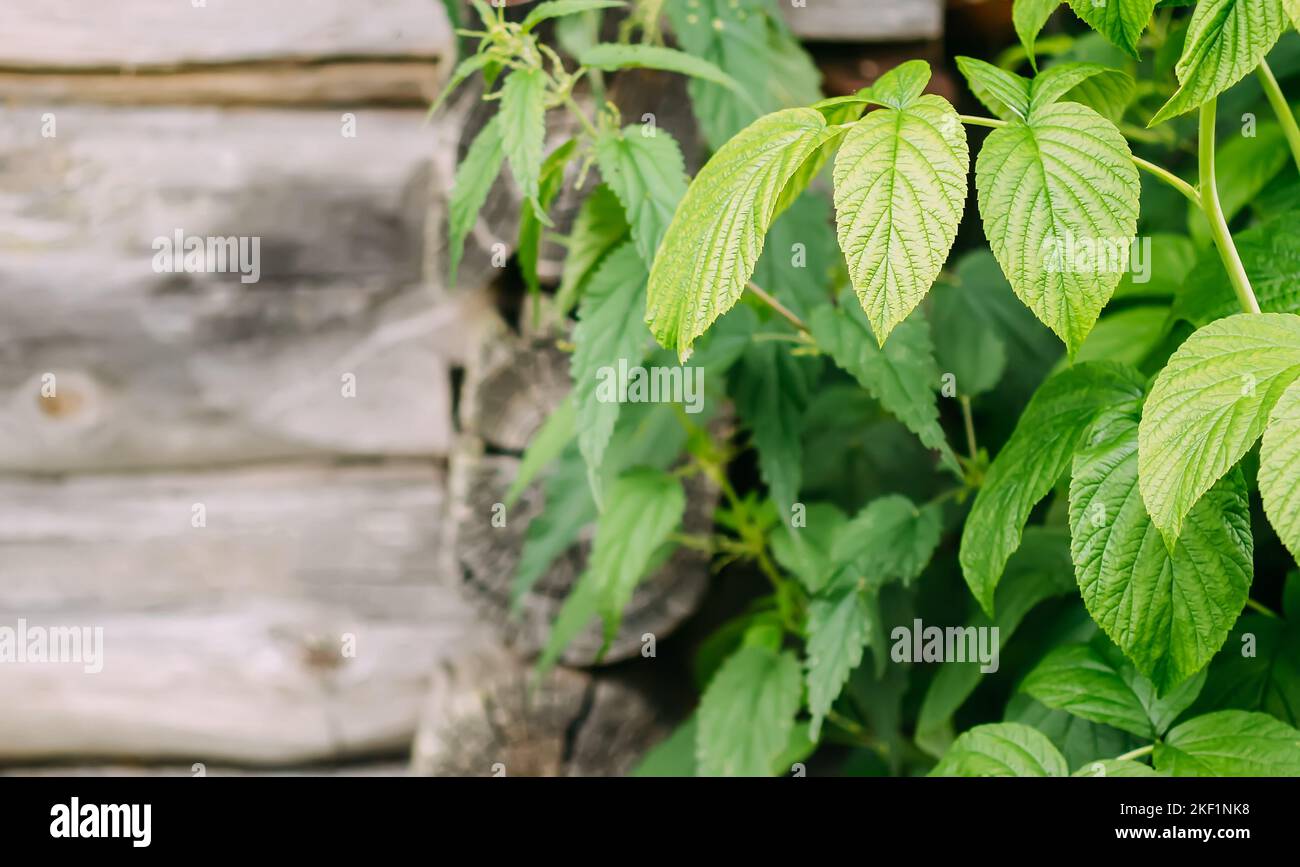 Green leaves of the Raspberry plant. Medical herbs Stock Photo Alamy