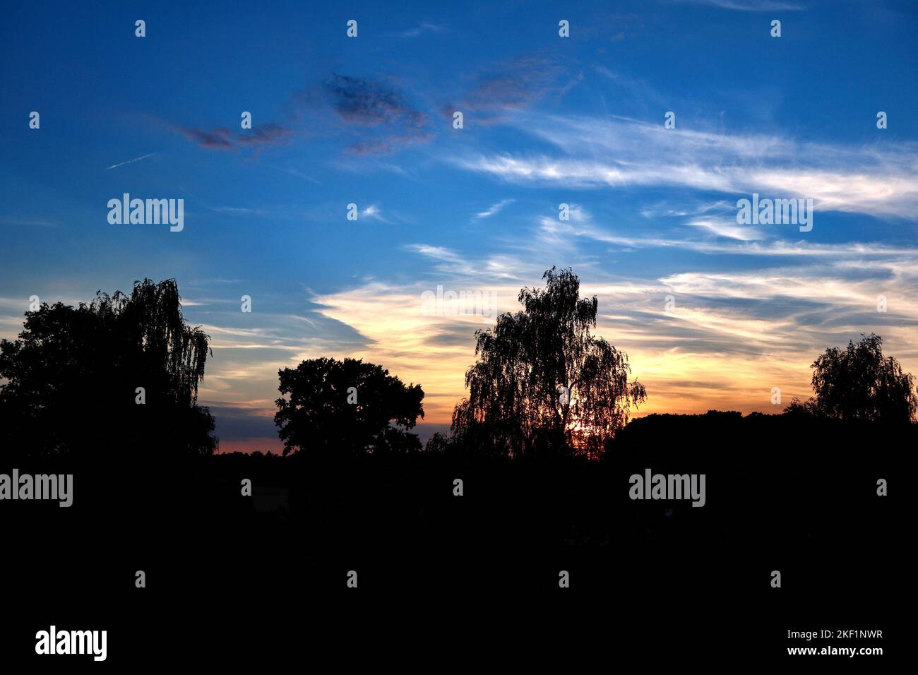 Black silhouettes leaves trees hi-res stock photography and images - Alamy