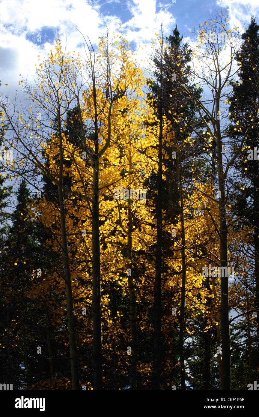 A beautiful landscape of golden aspen and pine trees in a forest Stock ...