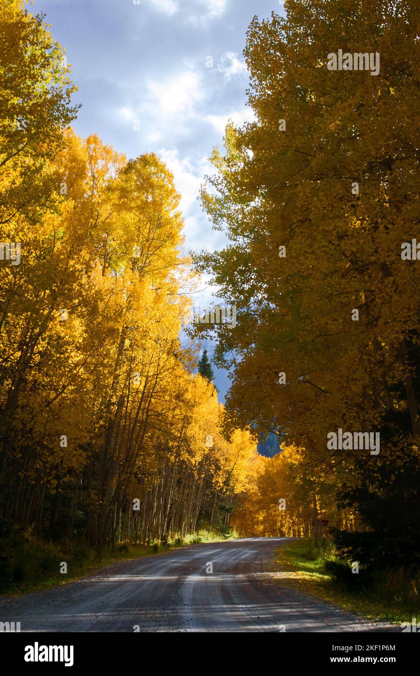 A road in a forest with golden aspen trees Stock Photo - Alamy