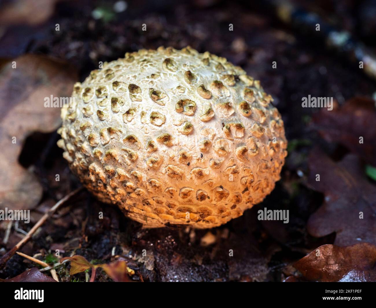 selective focus of an earth ball (Scleroderma citrinum) on a forest floor with blurred background Stock Photo