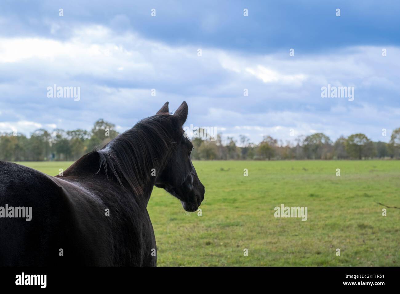 a beautiful horse wandering alone in the meadow. Black horse. Stock Photo