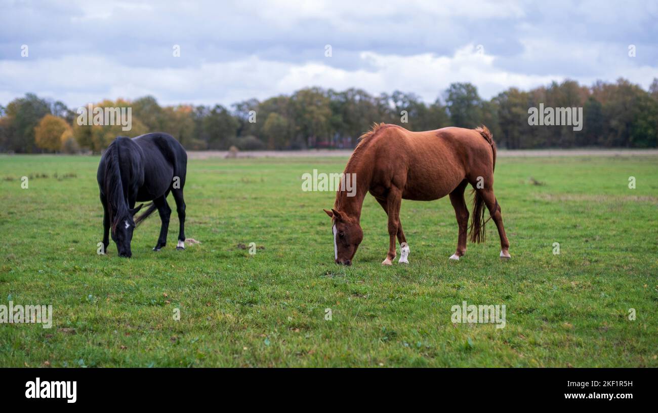 Two beautiful horses in green meadows Stock Photo - Alamy