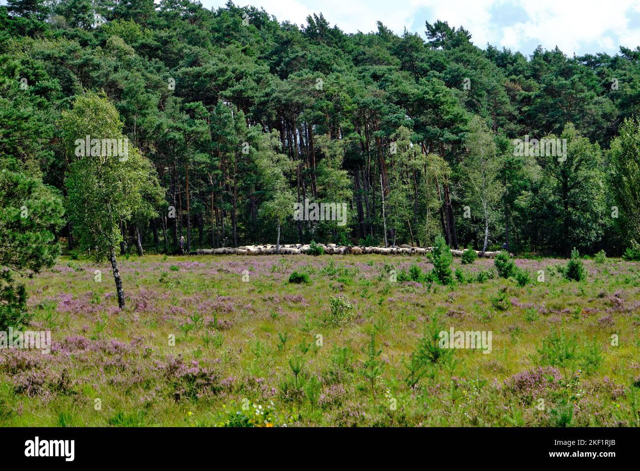A herd of Schoonebeker Sheep on the forest edge with a border collie dog on the Brunssummerheide, the Netherlands. August 2021 Stock Photo