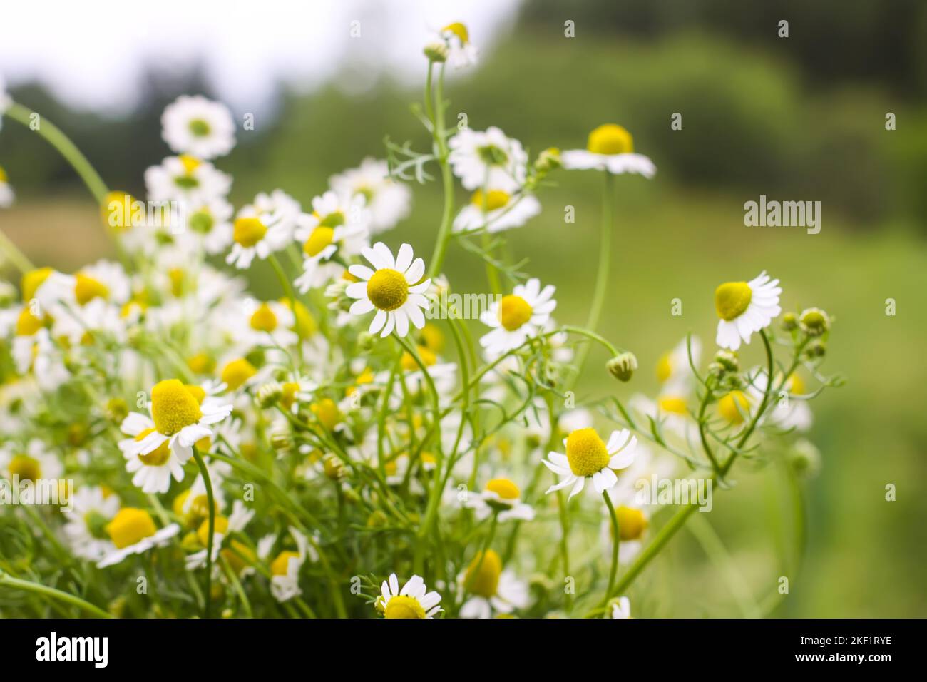 Chamomile flowers growing outdoors. Medical plants in flowering season