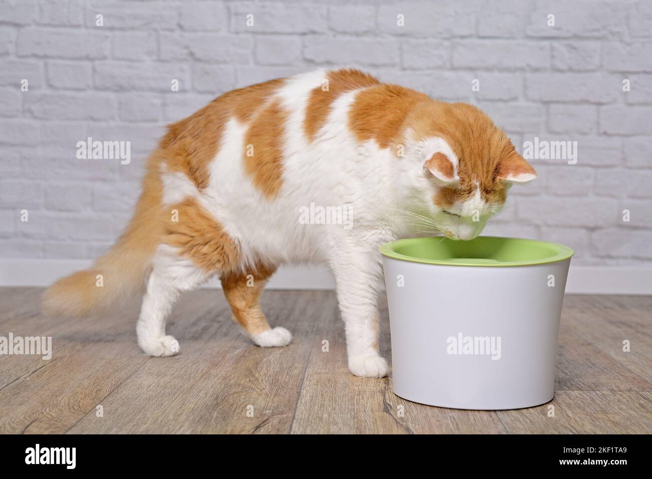 Cute longhair cat drinking water from a pet drinking fountain. Stock Photo