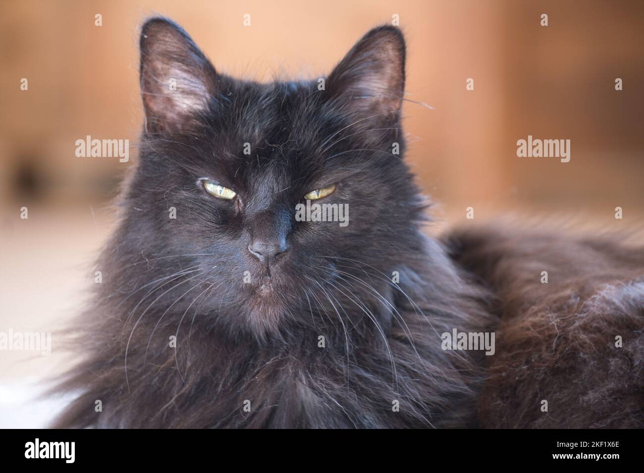 A black cat with green eyes looking towards Stock Photo - Alamy