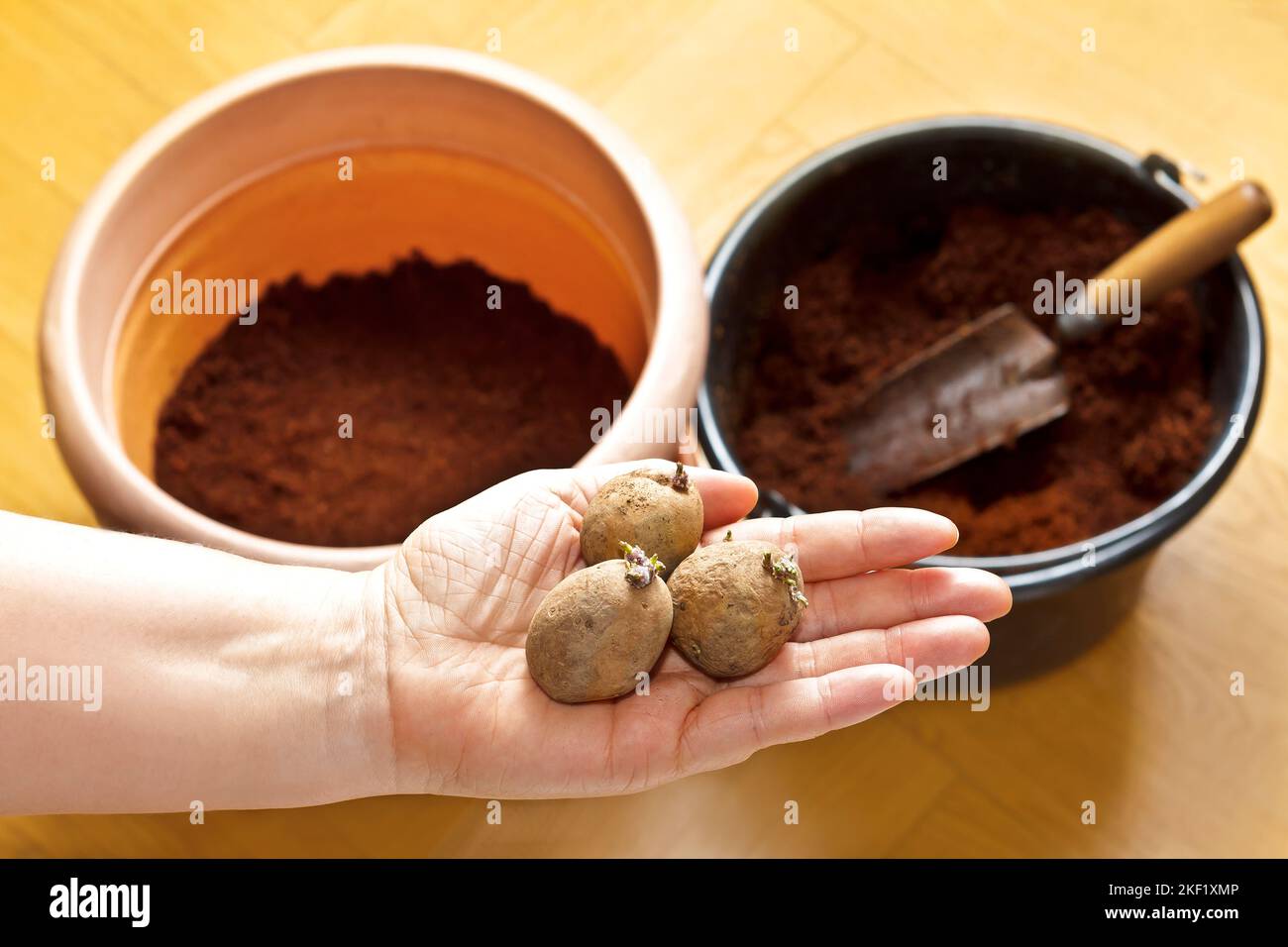 Photo series about growing potatoes in containers on balcony or terrace 1. Choose spuds with