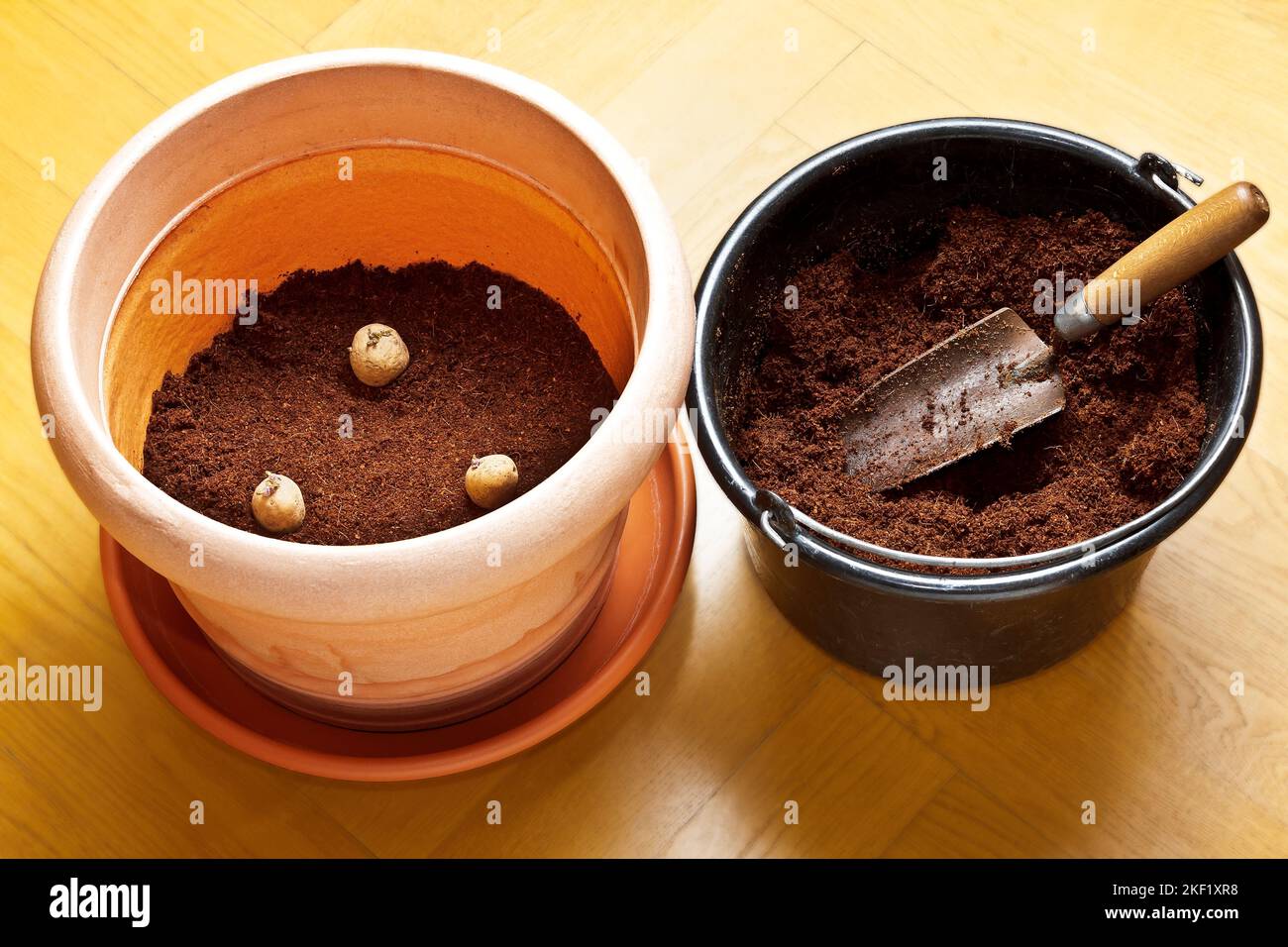 Photo series about growing potatoes in containers 2. Place in a big