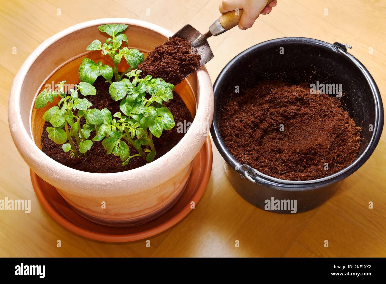 Photo series about growing potatoes in pots in containers: 4. When the potato plants have grown enough, fill up with another 4 inches (10 cm) of soil. Stock Photo