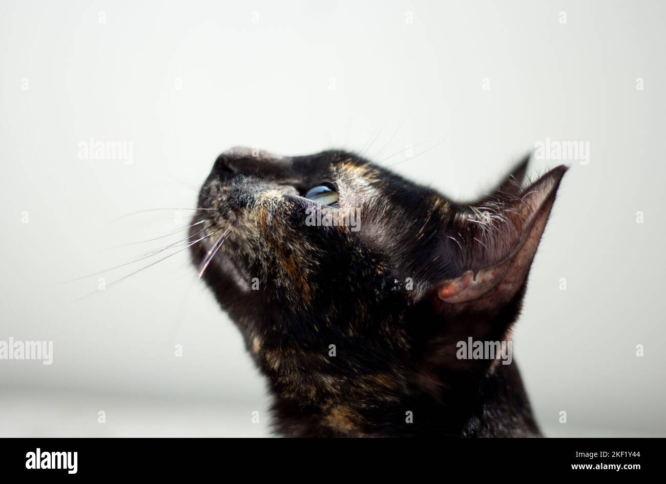 A closeup of a cute black cat looking up isolated on a white background ...