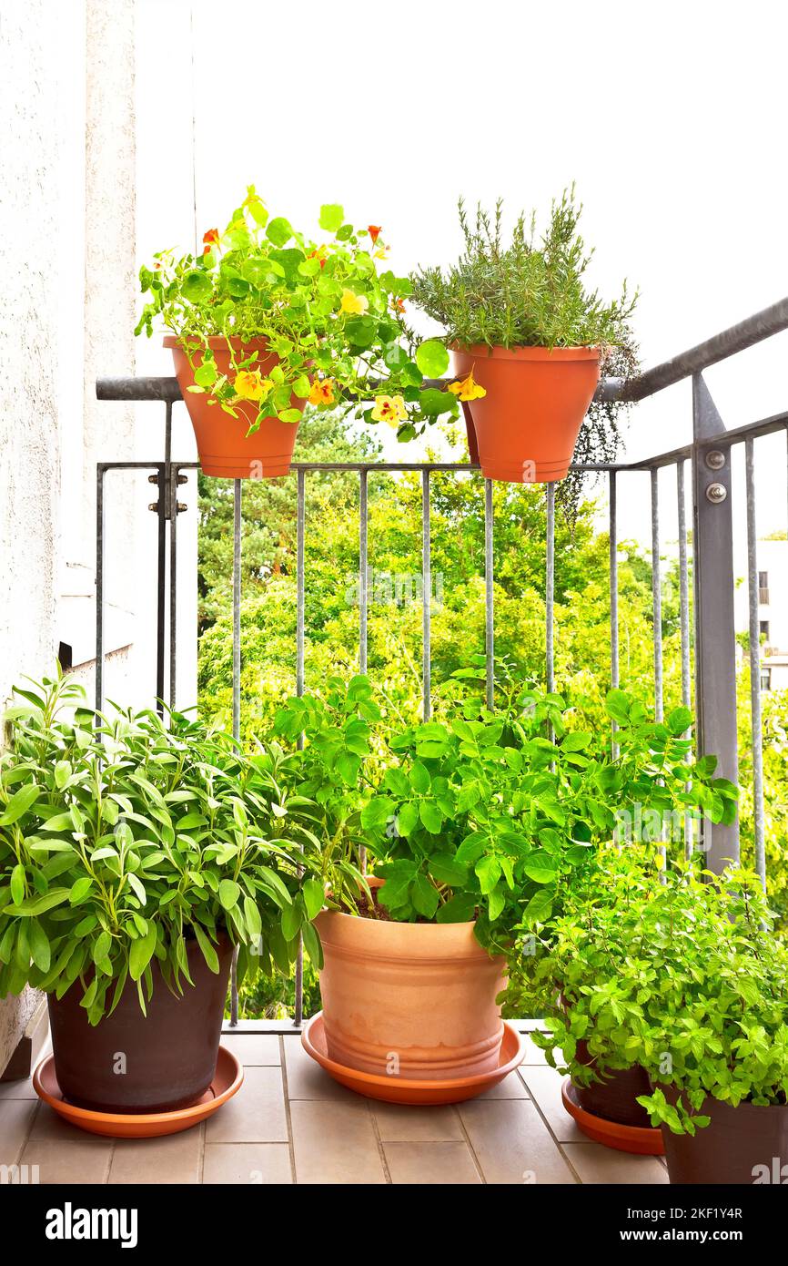 Patio containers salvia hires stock photography and images Alamy