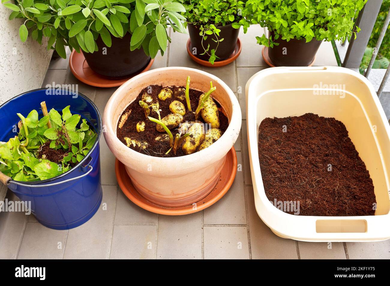Photo series about growing potatoes in containers on balcony, patio or