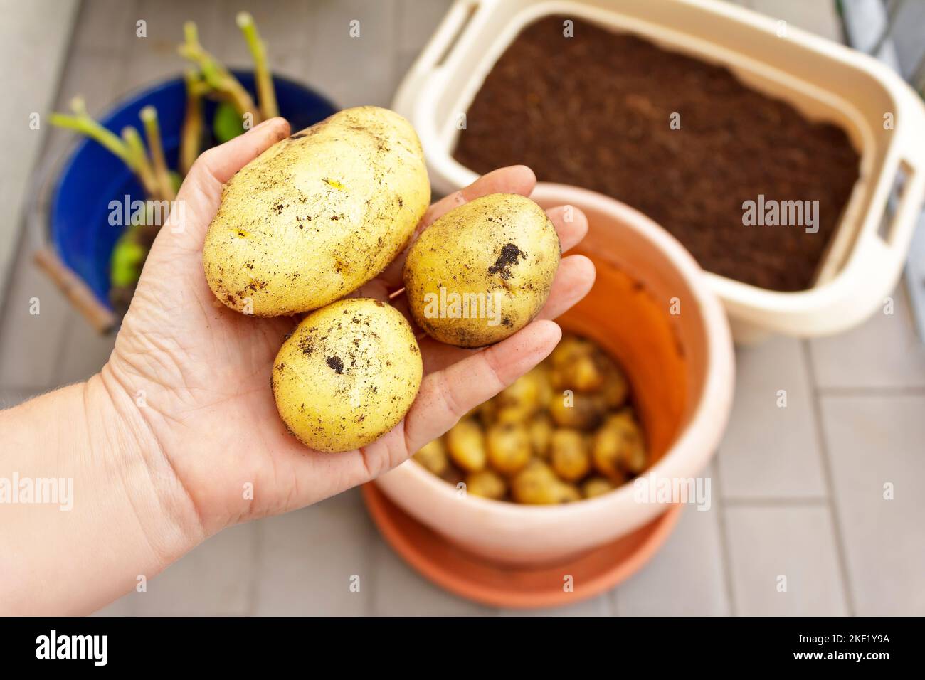 Photo series about growing potatoes in containers on balcony, patio or terrace 8. Harvest the
